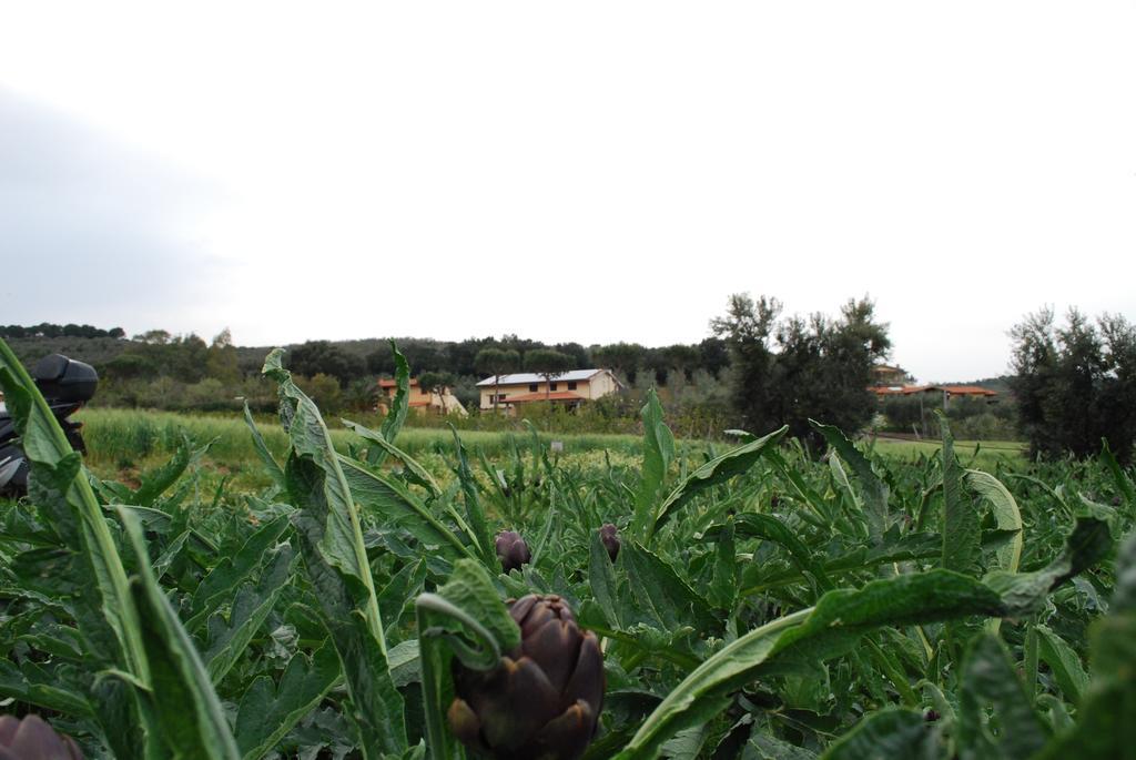 Agriturismo Val Di Nappo Castiglione della Pescaia Kültér fotó