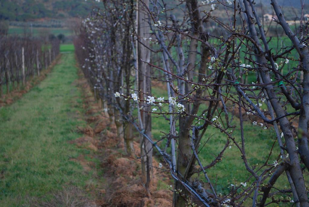 Agriturismo Val Di Nappo Castiglione della Pescaia Kültér fotó